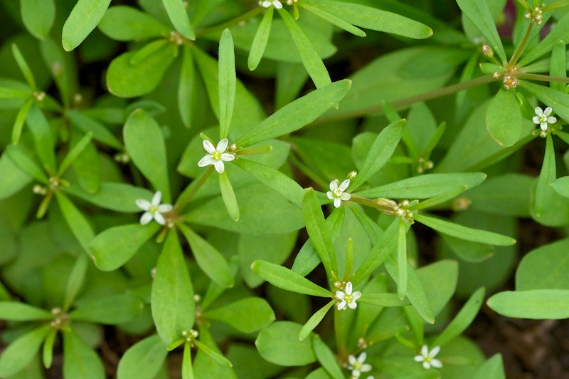 Green Carpetweed