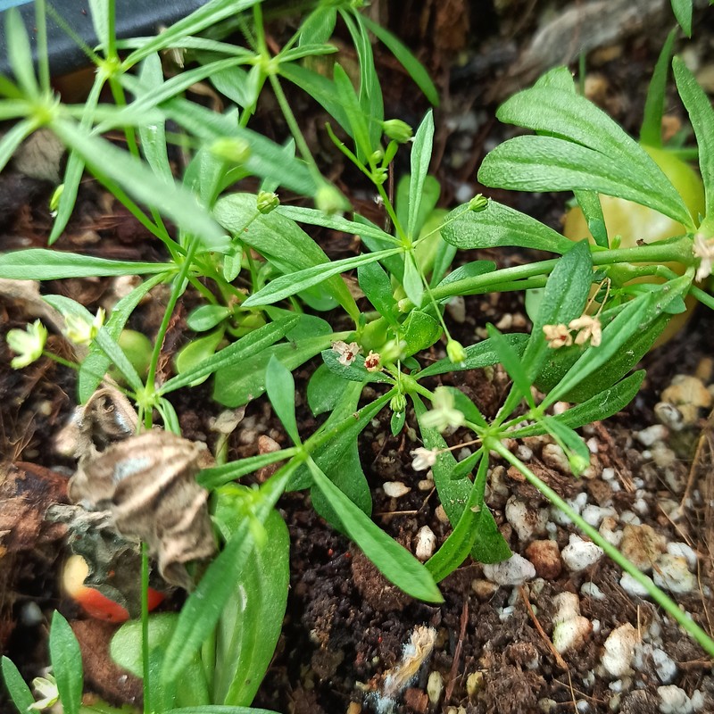 Green Carpetweed photo 2