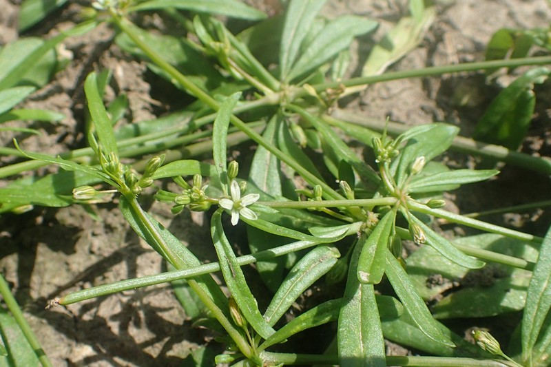 Green Carpetweed photo 3