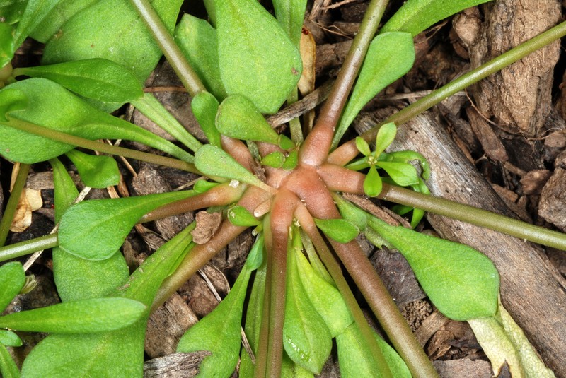 Green Carpetweed photo 4