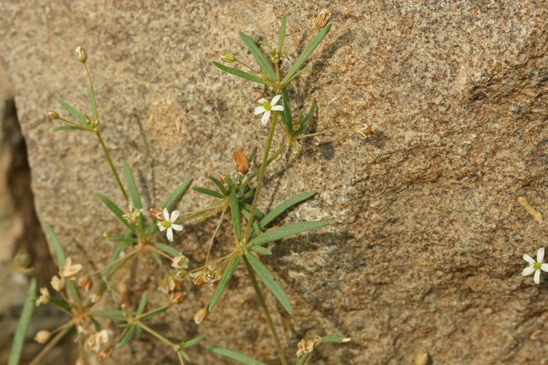 Green Carpetweed photo 6