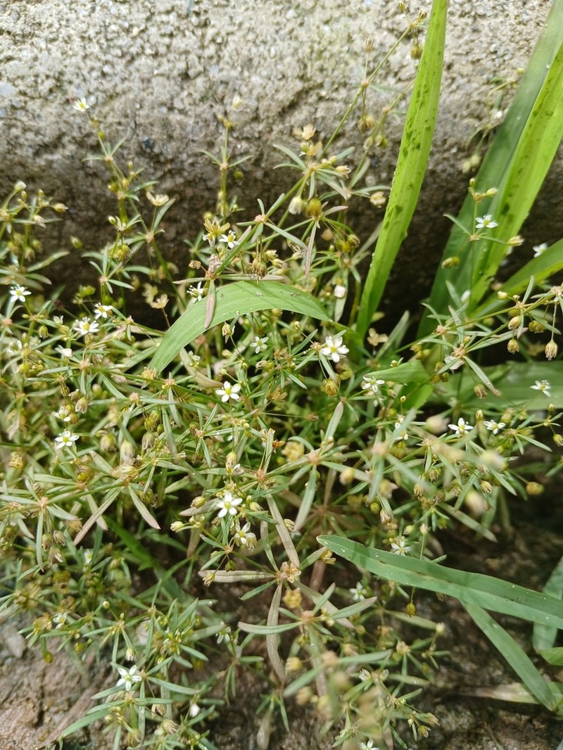 Green Carpetweed photo 7