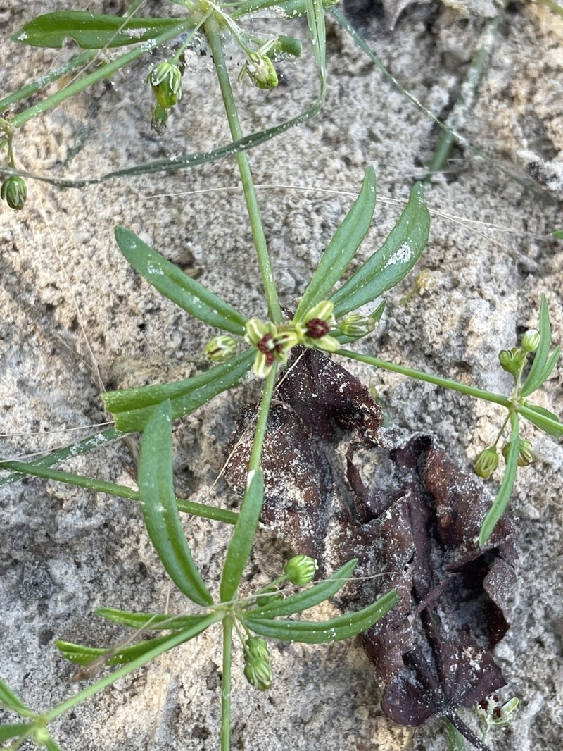 Green Carpetweed photo 8