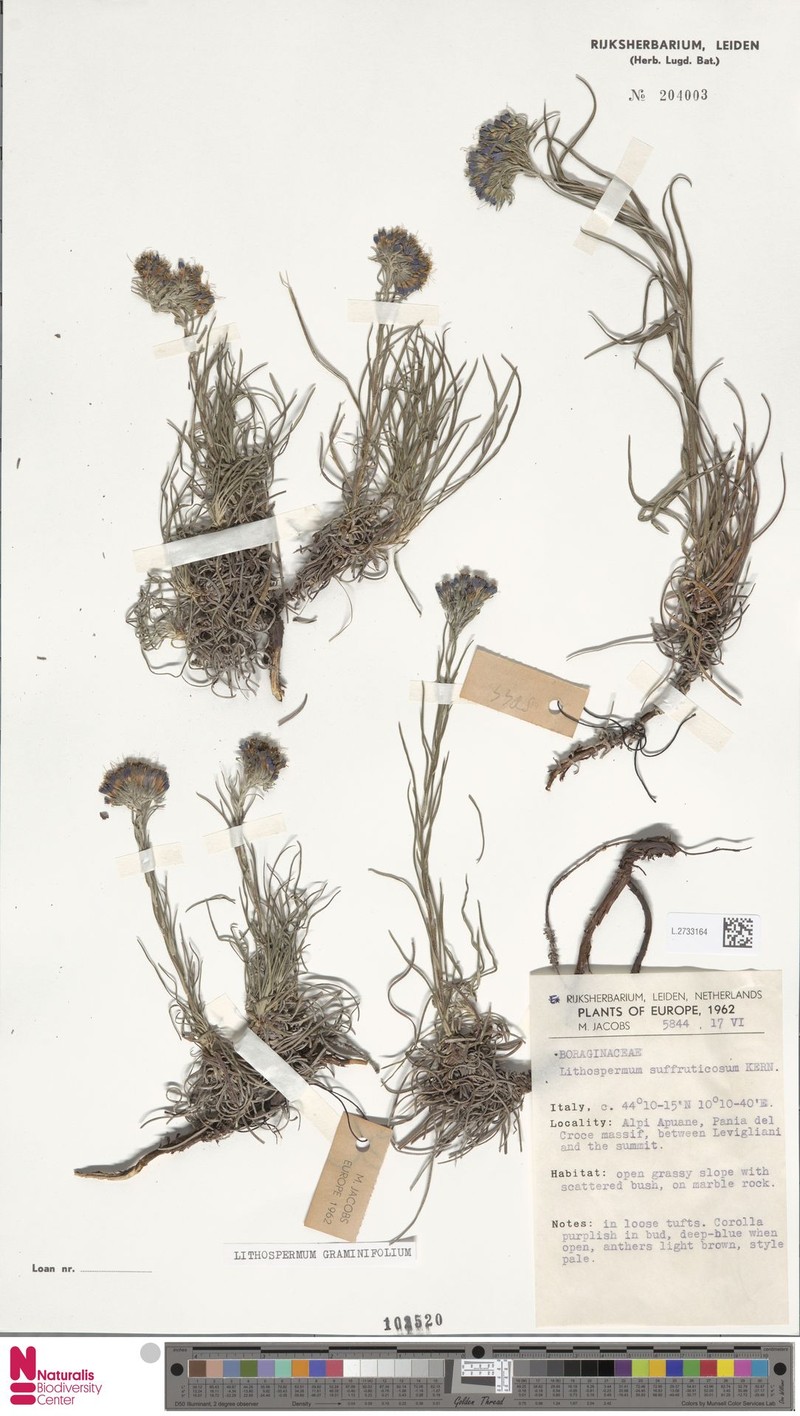 Moltkia suffruticosa subsp. suffruticosa
