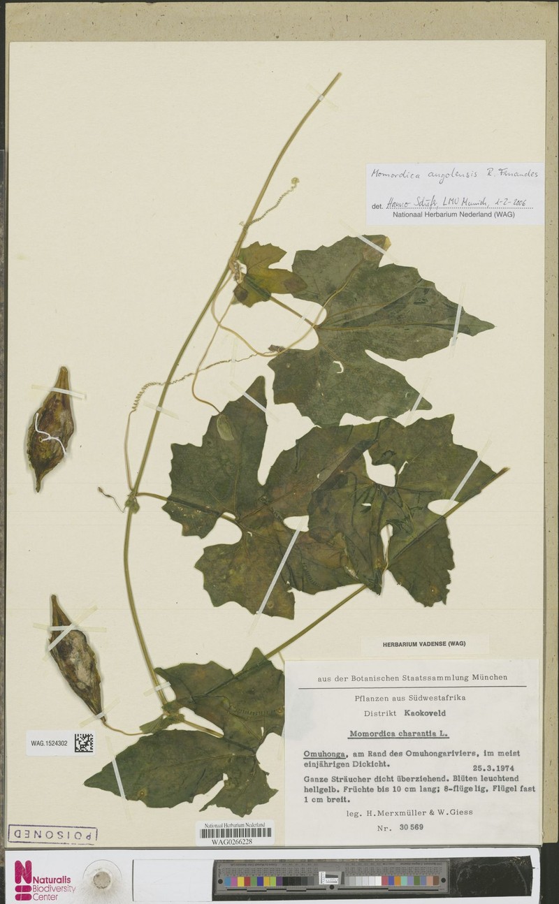 Momordica angolensis photo 2