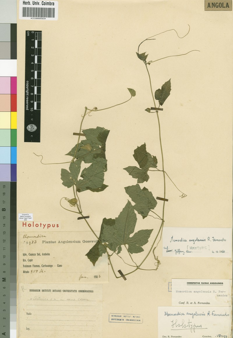 Momordica angolensis