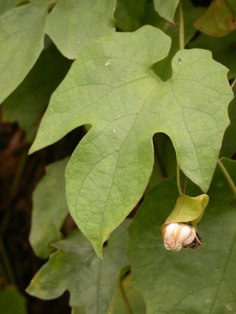 Momordica angustisepala photo 2