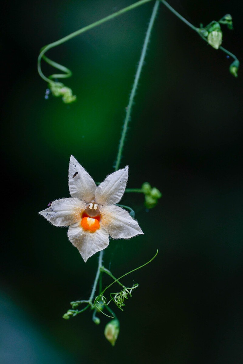 Momordica anigosantha