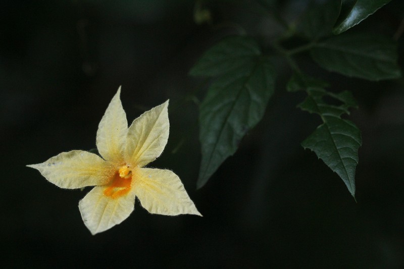 Momordica anigosantha photo 2