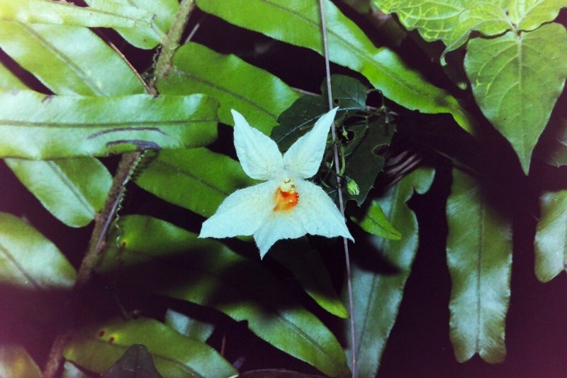 Momordica anigosantha photo 3