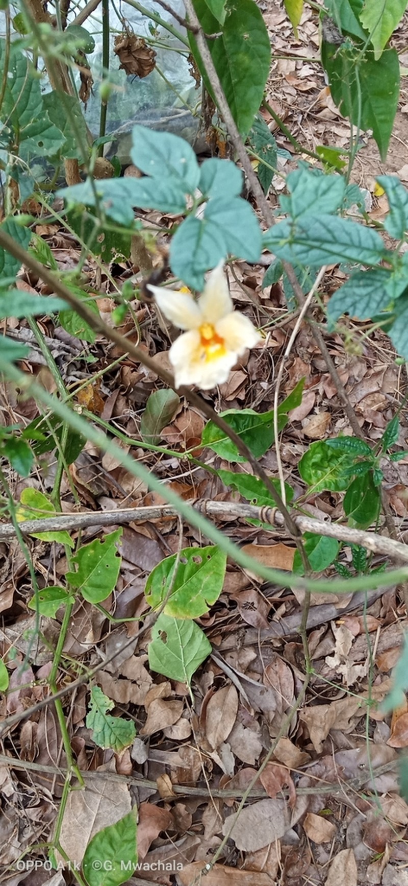 Momordica anigosantha photo 6