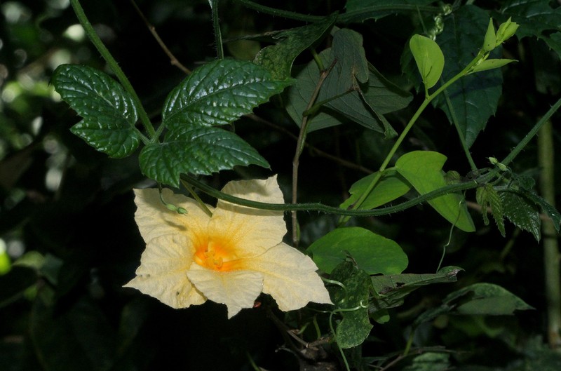 Momordica anigosantha photo 7