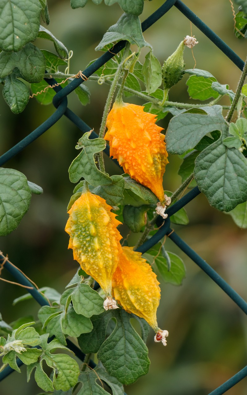 Southern Balsampear photo 2