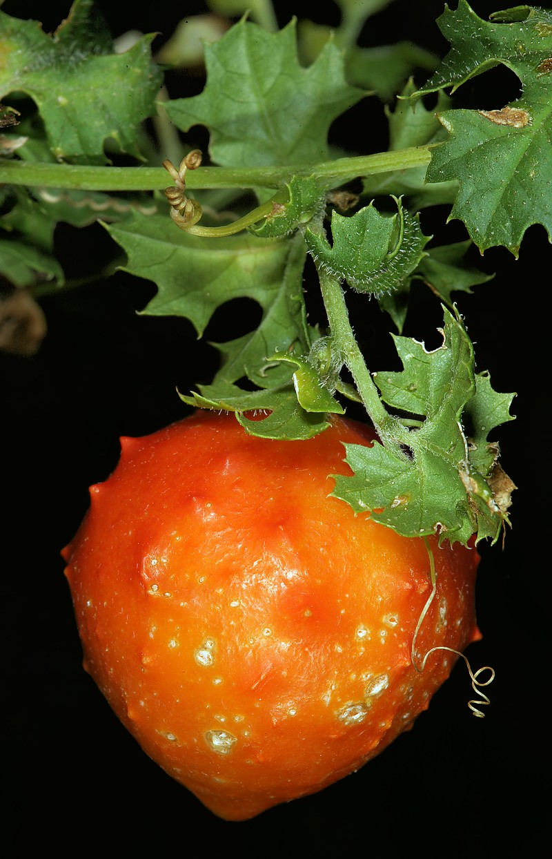 Southern Balsampear photo 3