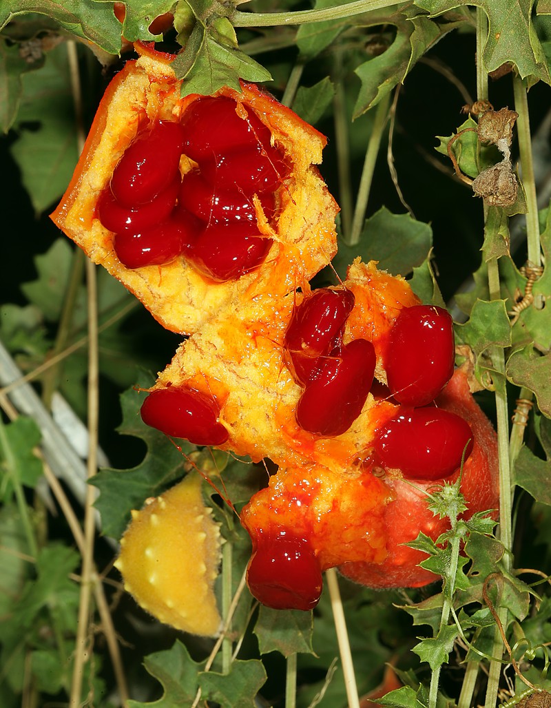 Southern Balsampear photo 4