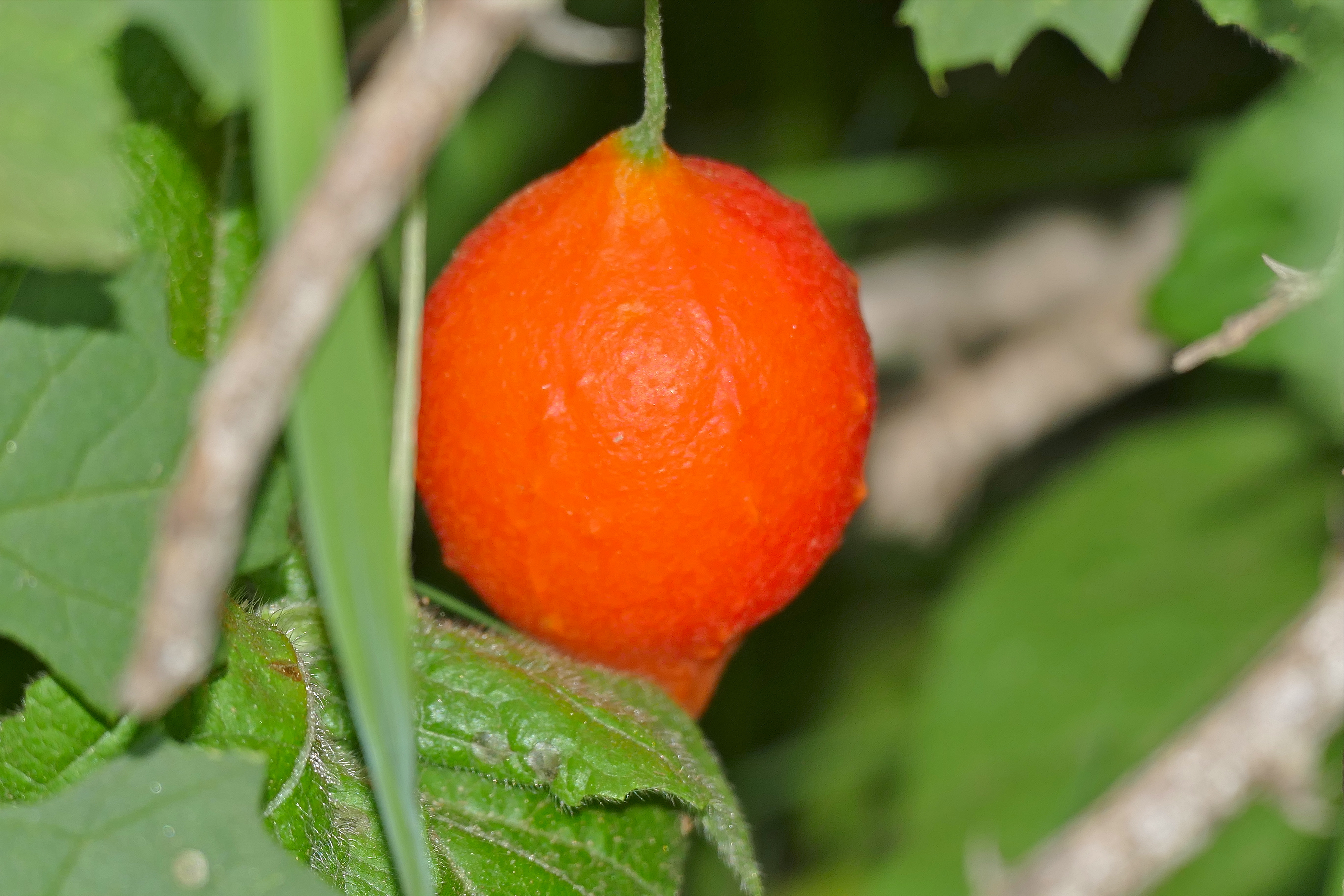 Southern Balsampear photo 5