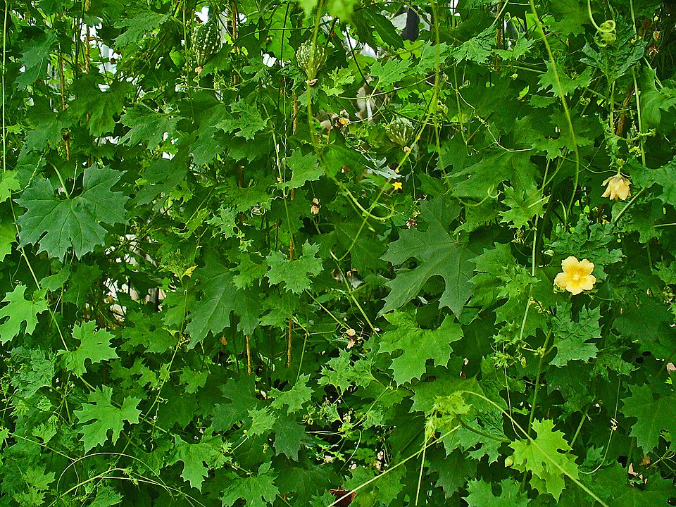 Southern Balsampear photo 6