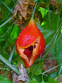 Southern Balsampear