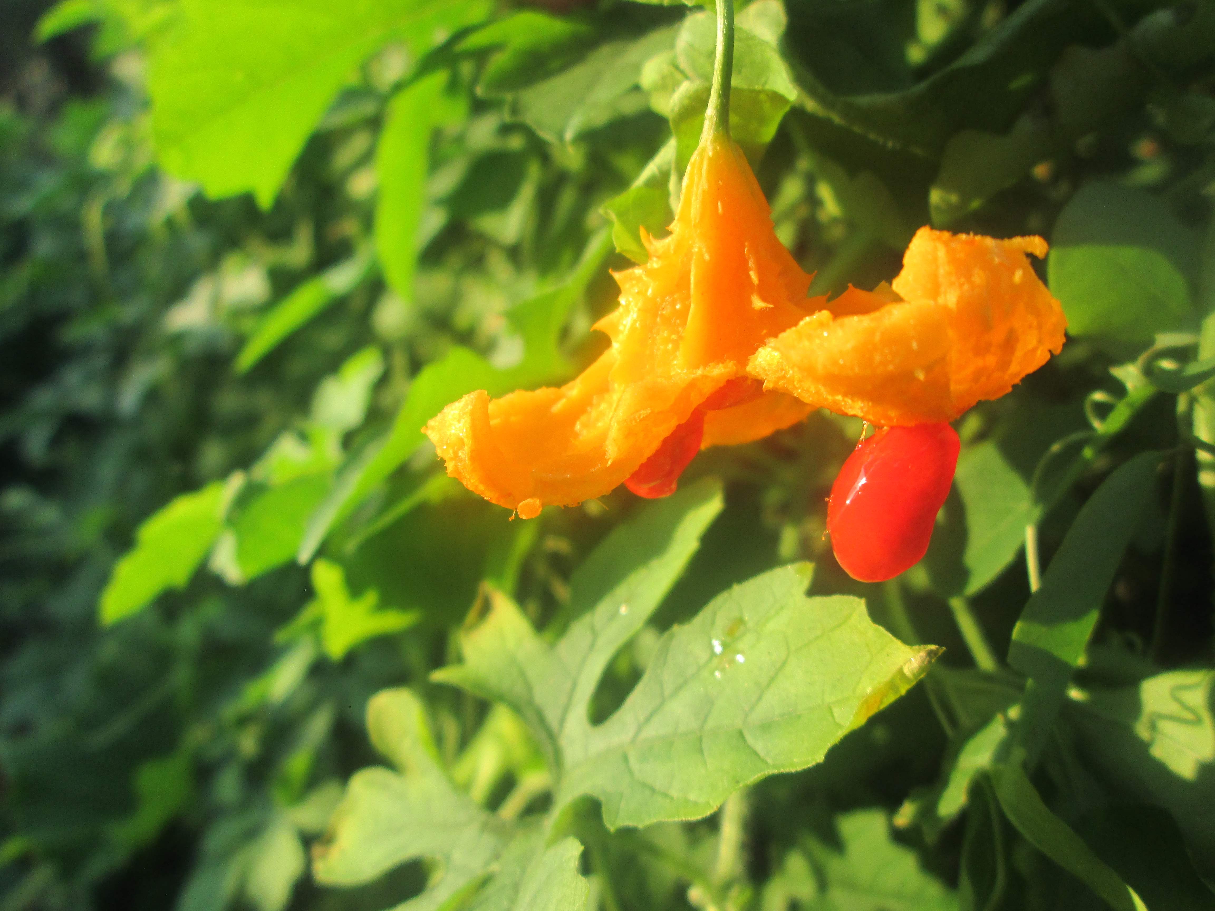 Southern Balsampear photo 7