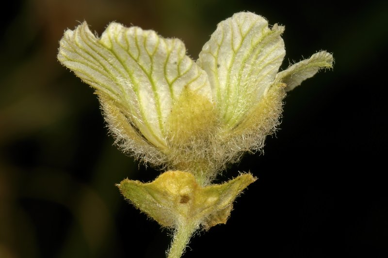 Southern Balsampear photo 8