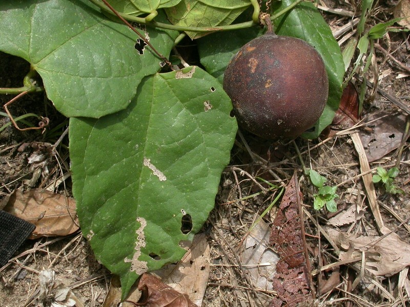 Momordica cabrae photo 2