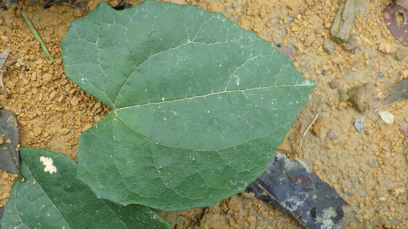 Momordica cabrae photo 3
