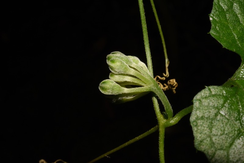 Momordica calantha photo 2