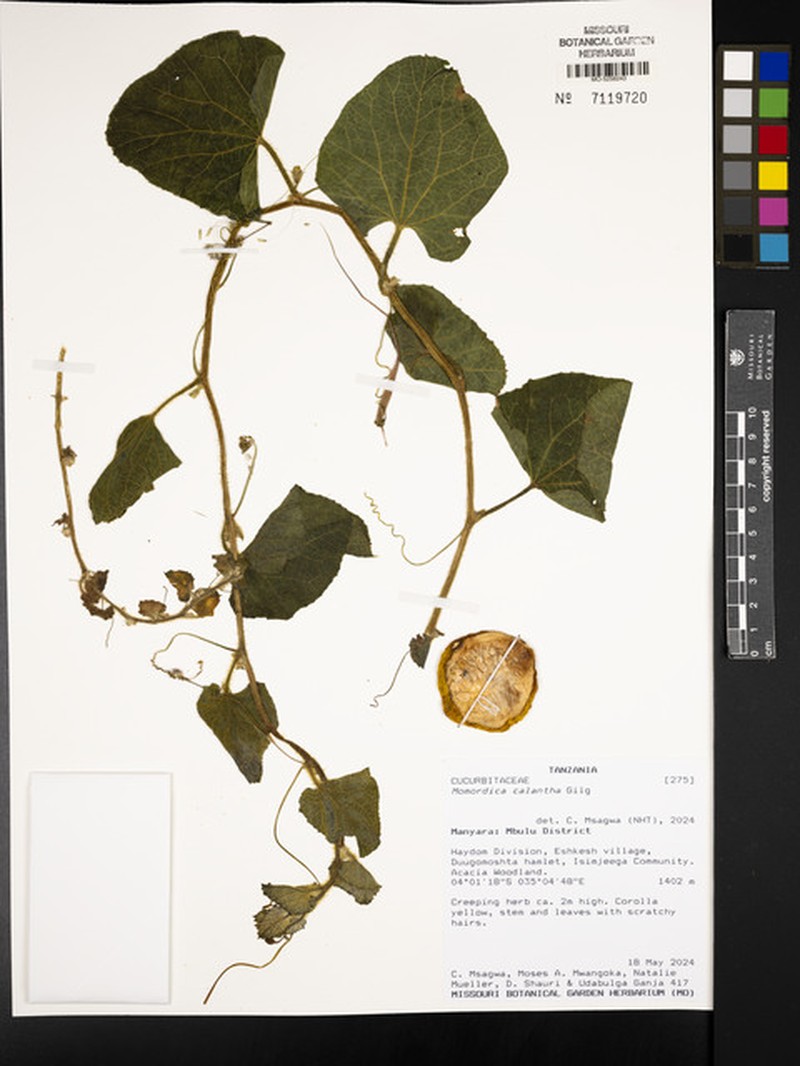 Momordica calantha photo 4