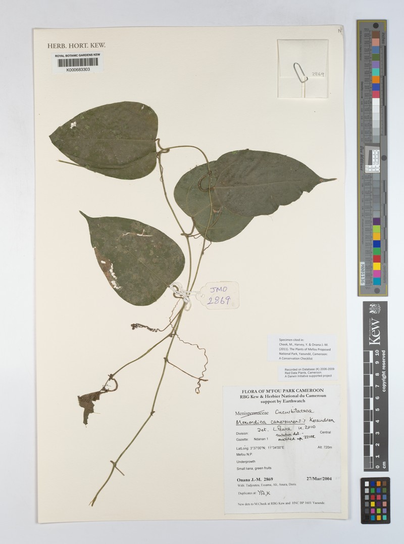 Momordica camerounensis