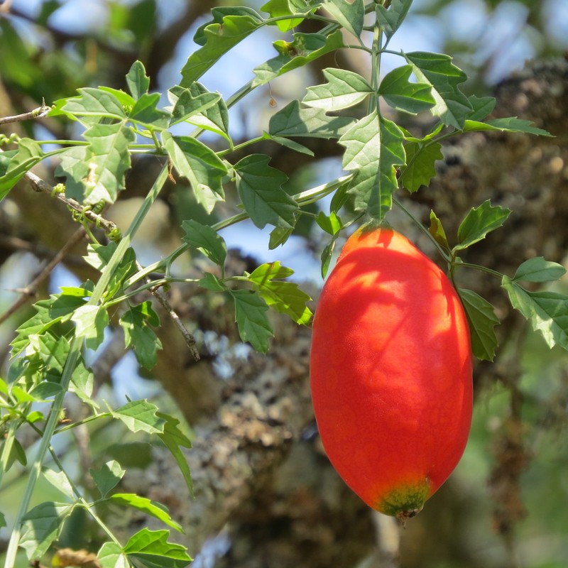 Momordica cardiospermoides