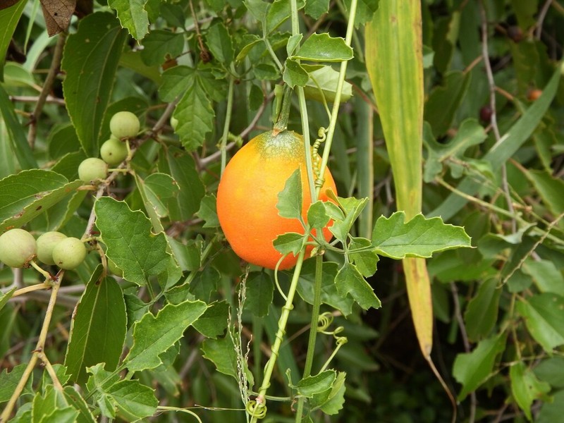 Momordica cardiospermoides photo 2