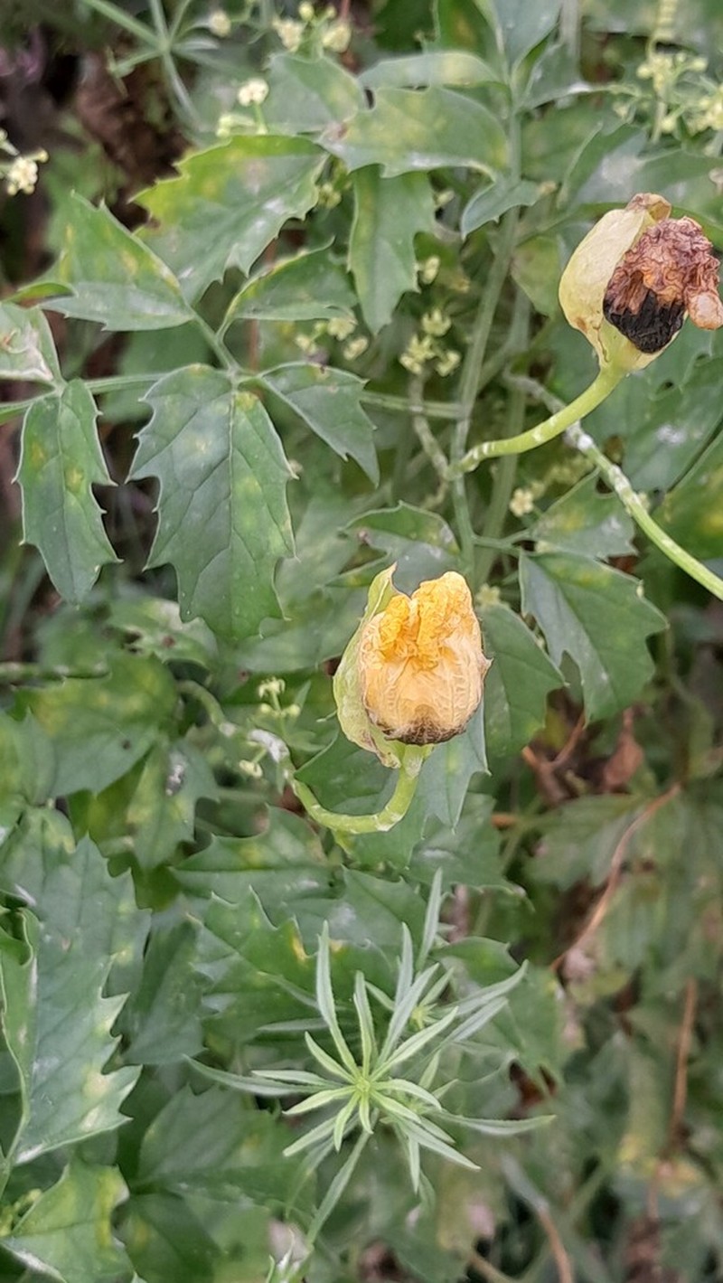 Momordica cardiospermoides photo 3