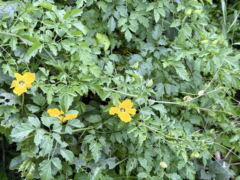 Momordica cardiospermoides photo 4
