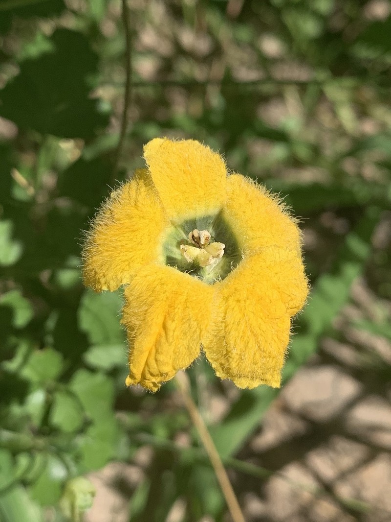 Momordica cardiospermoides photo 7