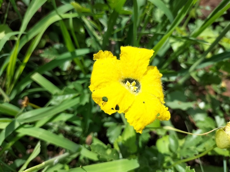 Momordica cardiospermoides photo 8
