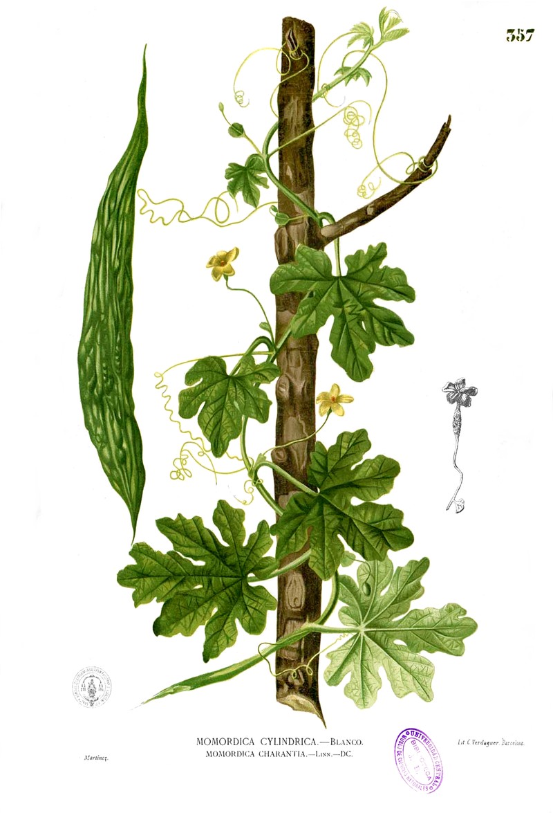 Balsampear