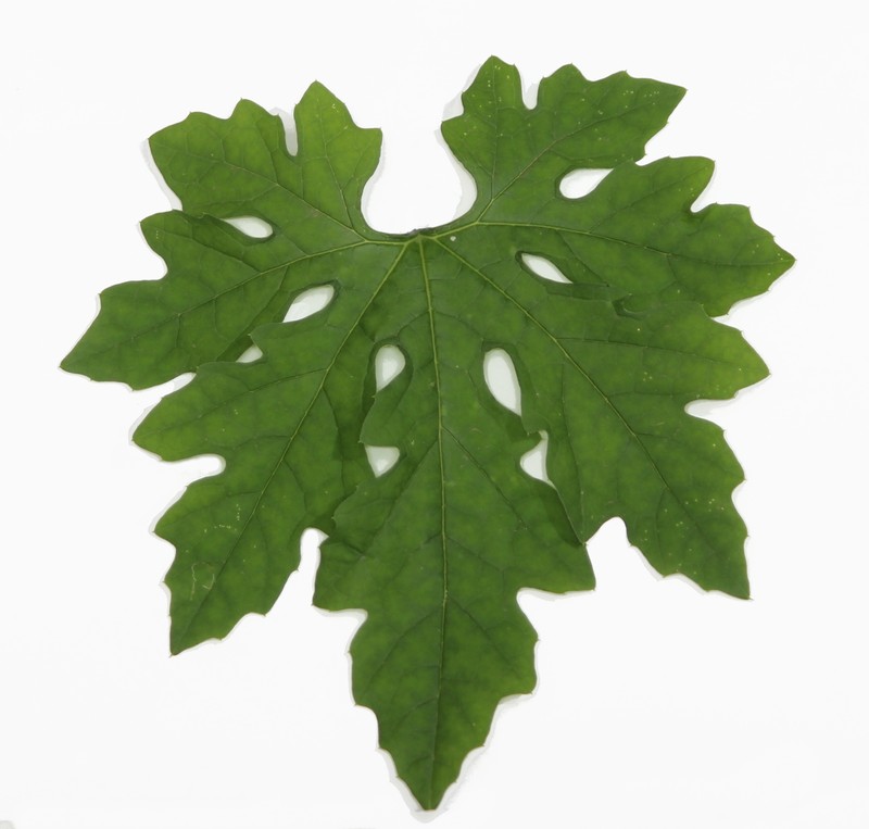 Balsampear photo 4