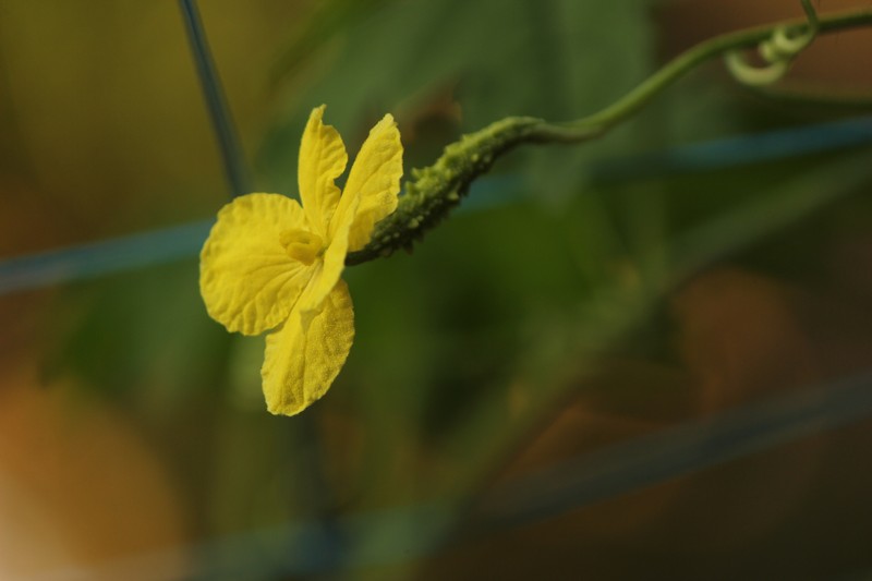 Balsampear photo 5