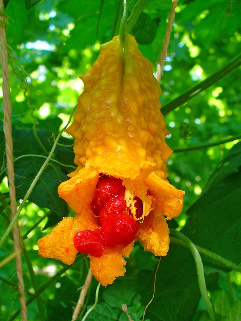 Balsampear photo 6