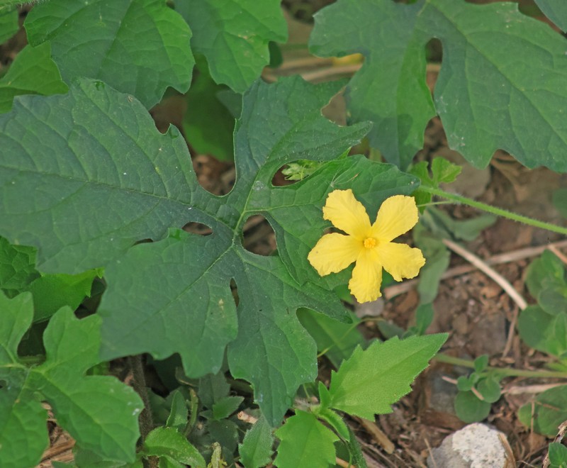 Momordica charantia subsp. charantia