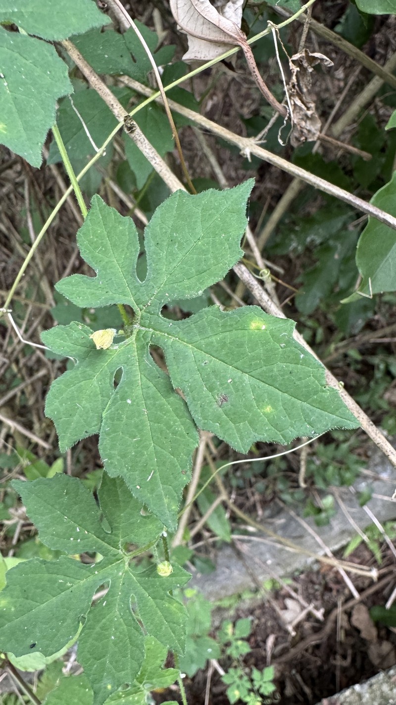 Momordica charantia subsp. charantia photo 2