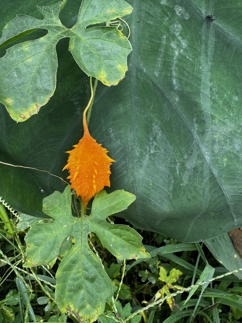 Momordica charantia subsp. charantia photo 3