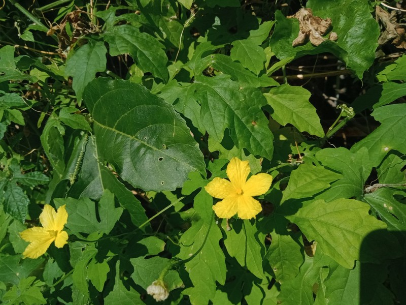 Momordica charantia subsp. charantia photo 4