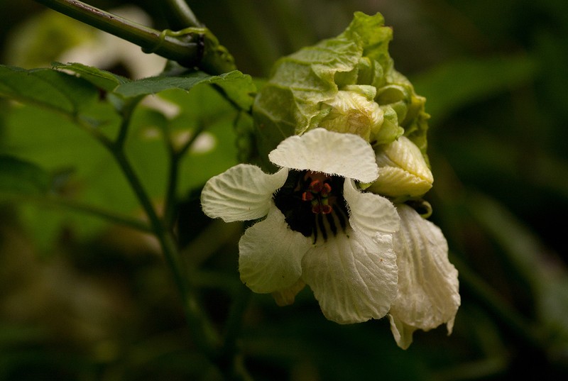 Momordica cissoides