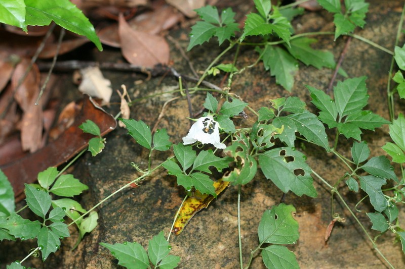 Momordica cissoides photo 2