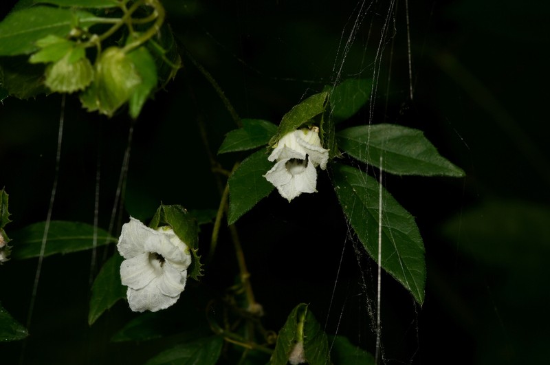 Momordica cissoides photo 3