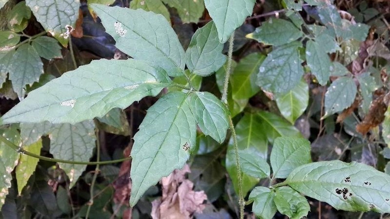 Momordica cissoides photo 4