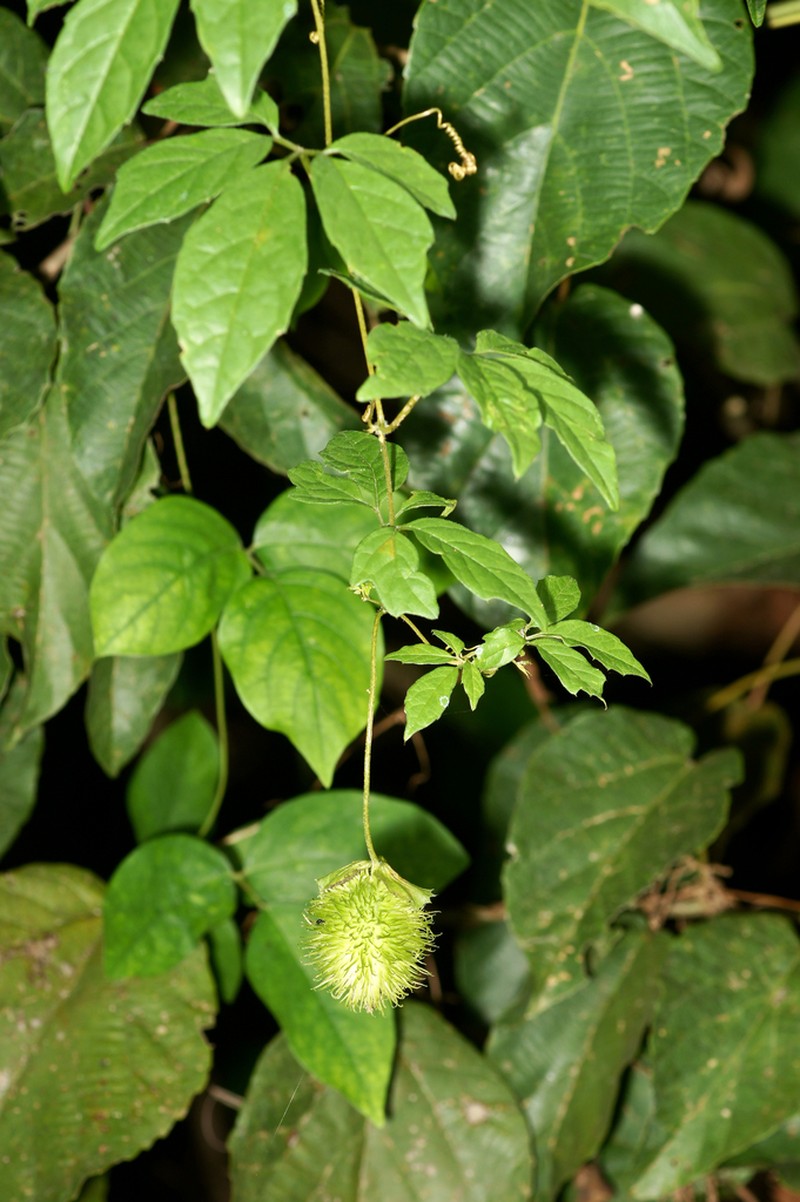 Momordica cissoides photo 5