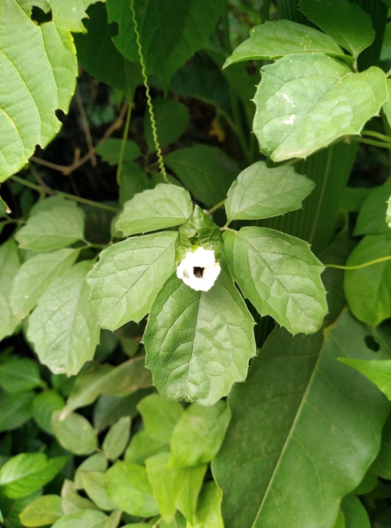 Momordica cissoides photo 6