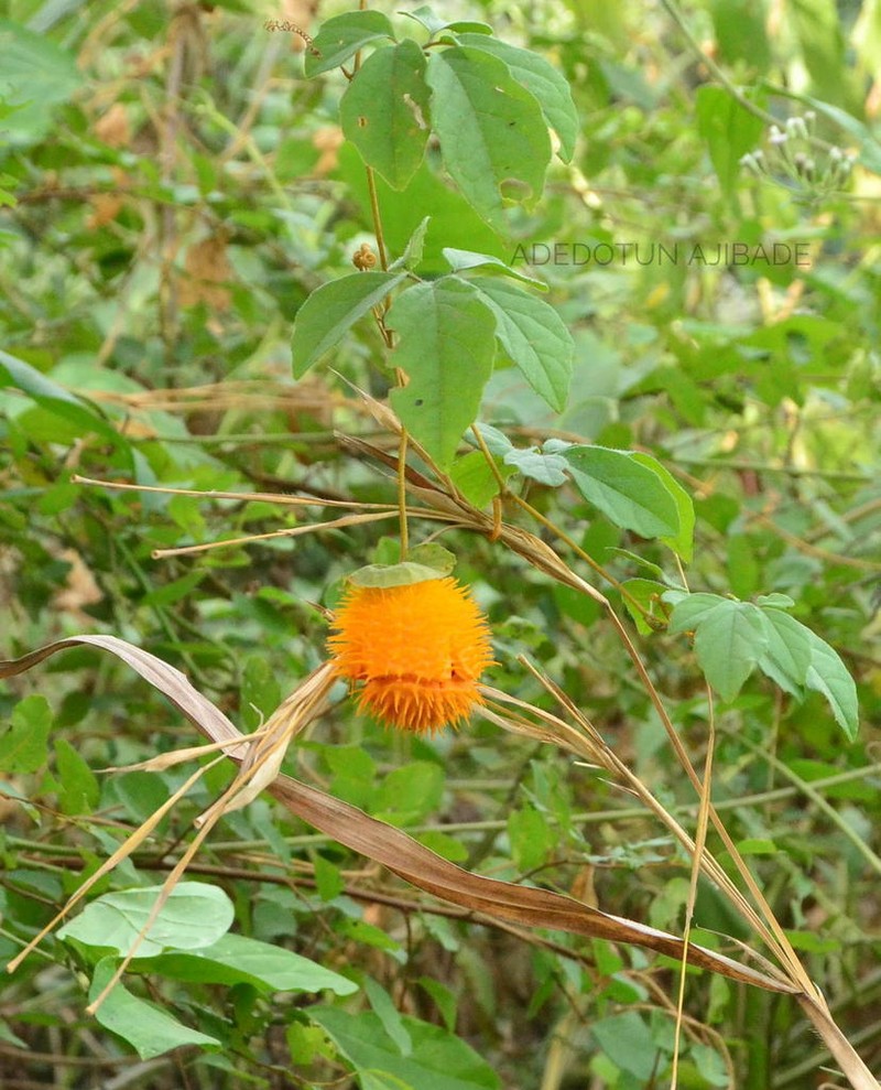 Momordica cissoides photo 7